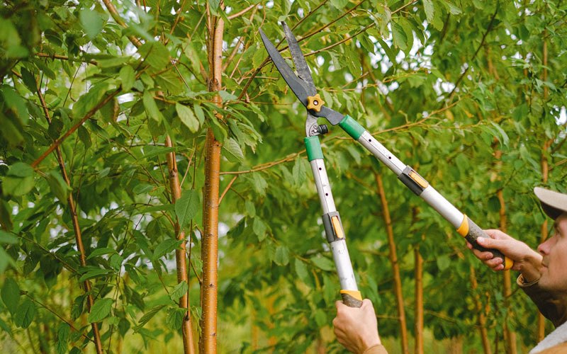 Tree trimming in Winchester, OR