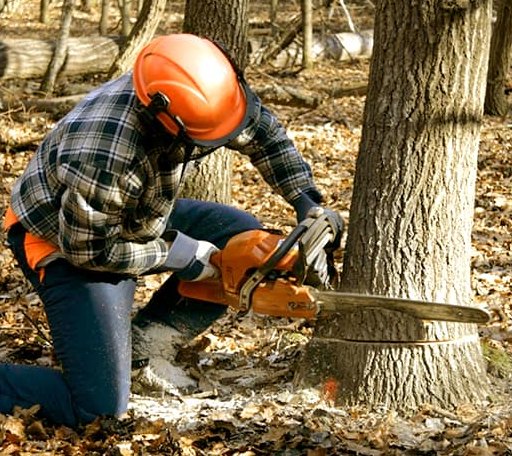 Tree Removal in Winchester, OR